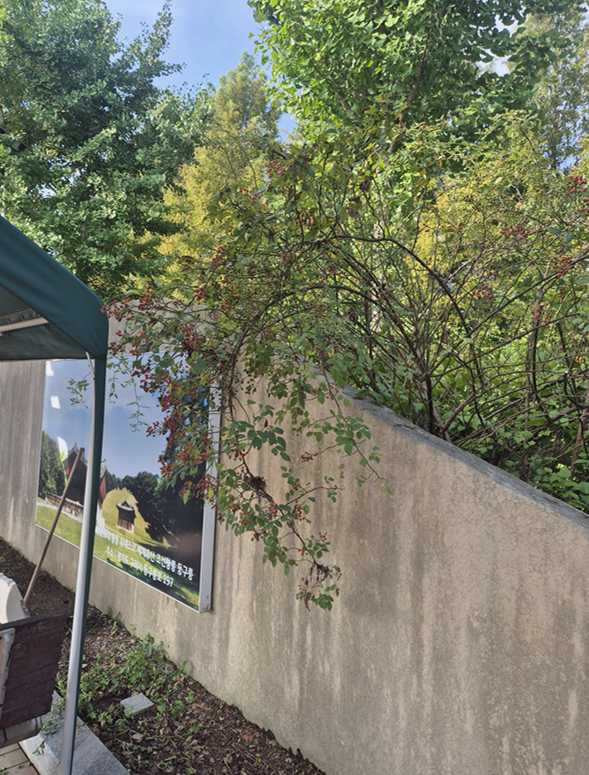 구리왕숙체육공원 담장 나무 가지 다듬기, 담장 바닥 보도블록 시공(2025. 10. 1.)